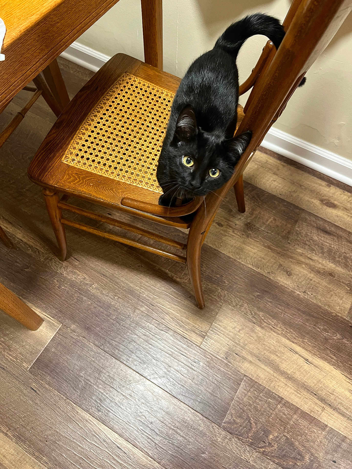 Pepper