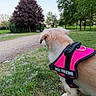 Ness participe au concours pour gagner de l'argent avec cette photo : dog, pet, harness, pink, grass, park, tree, nature, outdoor, canine, animal, greenery, pathway, daylight, fur, walking, companion, best_friend, scenery, summer