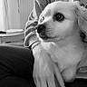 Ness participe au concours pour gagner de l'argent avec cette photo : dog, small_dog, person, hand, sweatshirt, indoor, table, papers, vase, flowers, curious, alert, black_and_white, casual_clothing, seated, furniture, living_room, cozy, pet, companion