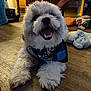animal, bandana, blue, close_up, cute, dog, domestic_animal, fluffy, fur, happy, home, indoor, lying_down, paw, pet_toy, playful, plush_toy, rainbow_flag, smiling, wooden_floor