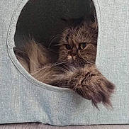 Lili participe au concours pour gagner de l'argent avec cette photo : cat, fluffy, pet, indoor, feline, cozy, cat_cave, paw, fur, relaxed, home, wooden_floor, animal, cute, resting, cute_pet, tabby, whiskers, sleepy, domestic_cat