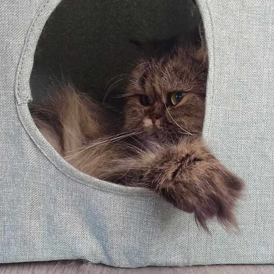 Lili participe au concours pour gagner de l'argent avec cette photo : animal, cat, cat_cave, cozy, cute, cute_pet, domestic_cat, feline, fluffy, fur, home, indoor, paw, pet, relaxed, resting, sleepy, tabby, whiskers, wooden_floor