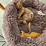 kitten, cat, pet_bed, plush_toy, fish_toy, indoor, floor, curious, orange_cat, striped_cat, small_cat, fur, relaxed, cozy, fluffy, toy, pink, lavender, cute, playful