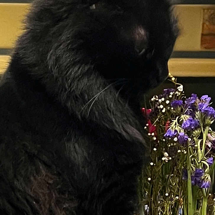 Nuri Da Floof is registered to the contest to win money with this photo: anemone, angora, animal, bird, blackcat, cat, daisy, flower, flowerarrangement, flowerbouquet, herbal, herbs, jar, manx, penguin, pet, petal, plant, pottedplant, purple