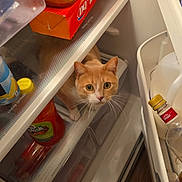 Carrot joined the competition — help win amazing prizes! cat, orange_cat, refrigerator, food, container, plastic_container, bottle, milk, juice, shelf, door, curious, pet, indoor, animal, whiskers, eyes, orange, white, floor