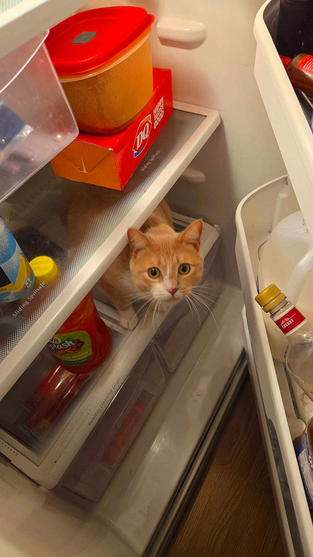 Carrot joined the competition — help win amazing prizes! cat, orange_cat, refrigerator, food, container, plastic_container, bottle, milk, juice, shelf, door, curious, pet, indoor, animal, whiskers, eyes, orange, white, floor