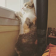 Chanel a rejoint le concours — aidez-le/la à gagner de superbes lots ! cat, indoor, window, curious, tabby, pet, feline, looking_out, curtain, plush_toys, cozy, home, animal, fur, whiskers, tail, soft_light, striped_blanket, paws, resting