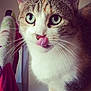 Chanel participe au concours pour gagner de l'argent avec cette photo : cat, close_up, tongue_out, green_eyes, whiskers, fur, domestic_cat, curious, indoor, pet, animal, face, cute, feline, portrait, tabby, white_fur, brown_fur, household, towel