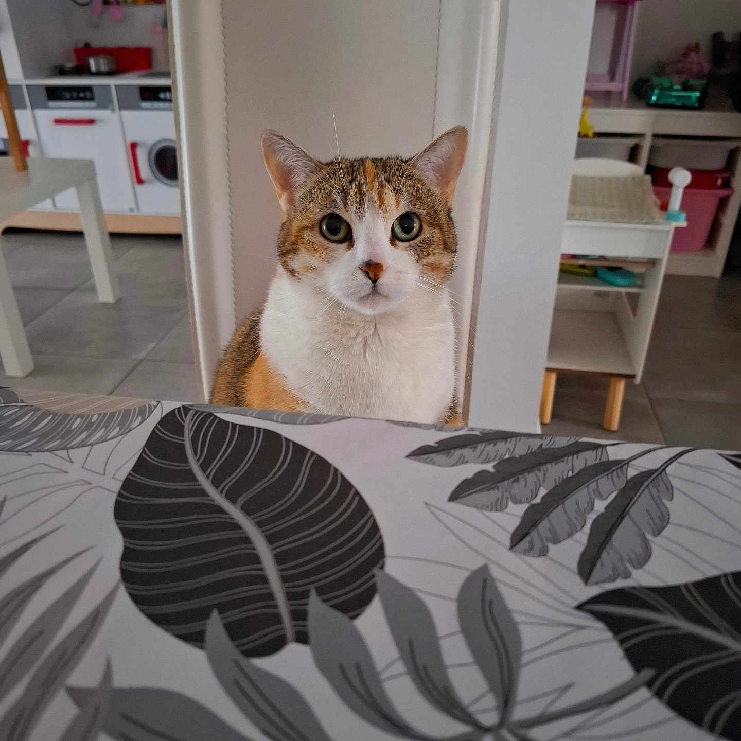 Chanel participe au concours pour gagner de l'argent avec cette photo : animal, brown, calico_cat, cat, chair, curious, domestic, floor_tiles, furniture, home, indoor, kitchen, leaf_pattern, orange, pet, play_area, table, tablecloth, toy, white