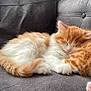 kitten, cat, sleeping, orange, white, fluffy, pet, animal, couch, furniture, cozy, nap, cute, domestic_cat, resting, fur, whiskers, paw, indoor, closeup