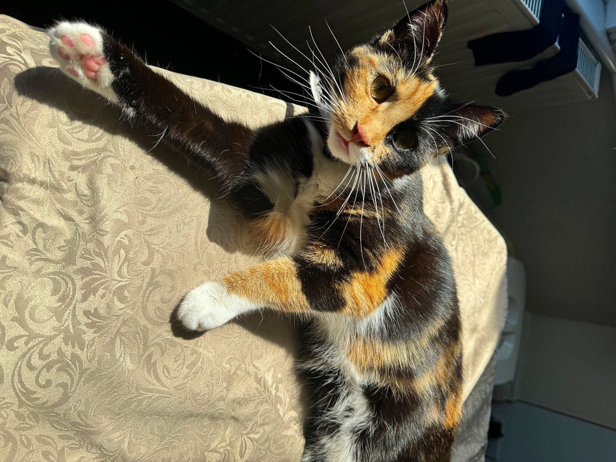 Princess Milton is registered to the contest to win money with this photo: carnivore, cat, claw, domestic_short_haired_cat, fawn, felidae, foot, fur, grass, organism, paw, plant, small_to_medium_sized_cats, snout, tail, terrestrial_animal, whiskers, wildlife