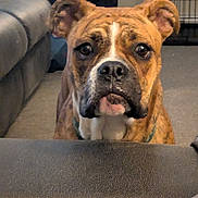 Gemma joined the competition — help win amazing prizes! dog, brindle, indoor, couch, pet, canine, animal, looking, waiting, ears, face, fur, brown, white, crate, carpet, leather, furniture, home, closeup