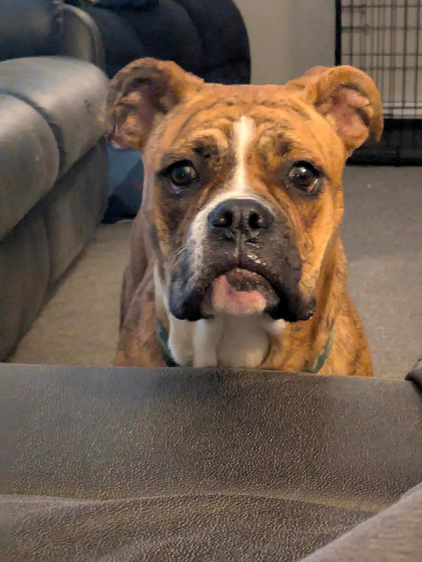 Gemma