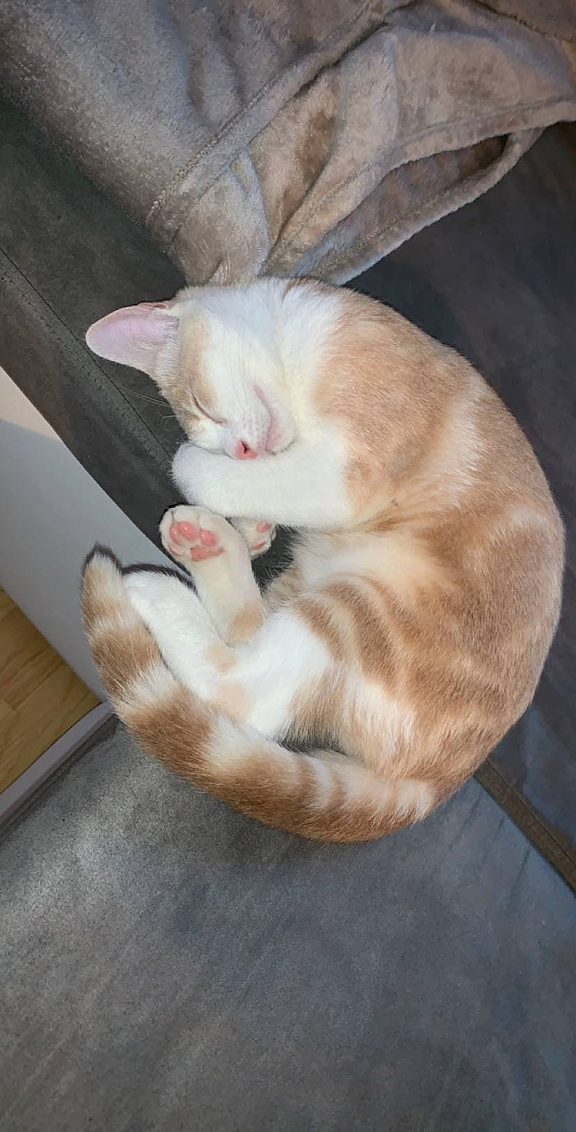 Prince participe au concours pour gagner de l'argent avec cette photo : asian, carnivore, cat, domestic_short_haired_cat, european_shorthair, fawn, felidae, kitten, paw, polydactyl_cat, small_to_medium_sized_cats, tail, turkish_angora, whiskers