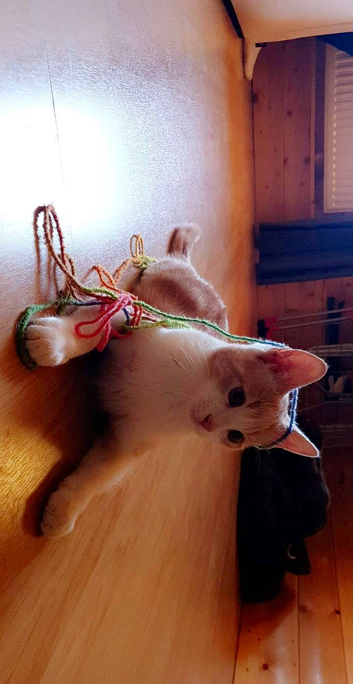 Prince a rejoint le concours — aidez-le/la à gagner de superbes lots ! carnivore, cat, ear, fawn, felidae, hand, small_to_medium_sized_cats, tail, whiskers