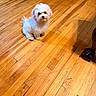 dog, puppy, white_fur, sitting, wooden_floor, indoor, pet, curious, small_dog, flooring, fur, cute, animal, home, domestic, looking_up, brown, cozy, background, furniture