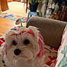 Lila is registered to the contest to win money with this photo: animal, blanket, close_up, couch, cozy, crocheted_hat, cute, decor, dog, domestic_animal, flower, fur, furniture, home, indoors, pet, pink_hair, plant, portrait, white_dog
