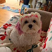Lila joined the competition — help win amazing prizes! blanket, companion, cozy, crocheted_hat, cute, decor, dog, flower_hat, furniture, holiday_theme, indoor, living_room, looking_up, pet, pink_ears, plant, seated, small_dog, white_dog, wood_floor