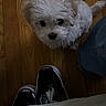 Lila joined the competition — help win amazing prizes! puppy, dog, white_fur, wooden_floor, shoes, vans, jeans, cute, pet, looking_up, indoors, flooring, small_dog, fur, animal, domestic_animal, companion, footwear, casual, young_dog