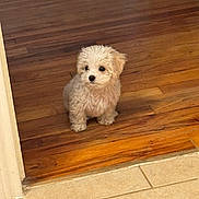 Lila joined the competition — help win amazing prizes! puppy, dog, small_dog, fluffy, wooden_floor, tile_floor, indoor, pet, cute, animal, companion, curious, young_dog, domestic_animal, fur, sitting, brown_floor, light, adorable, canine