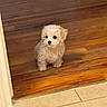 puppy, dog, small_dog, fluffy, wooden_floor, tile_floor, indoor, pet, cute, animal, companion, curious, young_dog, domestic_animal, fur, sitting, brown_floor, light, adorable, canine