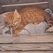 Colby joined the competition — help win amazing prizes! animal, blanket, cat, comfort, cozy, crate, cute, domestic_cat, feline, fur, indoor, kitten, nap, orange_tabby, pet, relaxed, resting, sleeping, soft, wooden_box