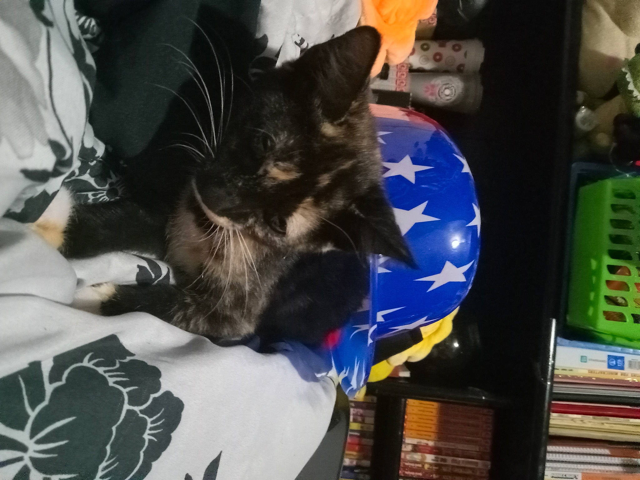 Isabella is registered to the contest to win money with this photo: book, carmine, cat, claw, comfort, companion_dog, dog_breed, domestic_short_haired_cat, electric_blue, felidae, fur, linens, publication, small_to_medium_sized_cats, tail, vehicle, whiskers