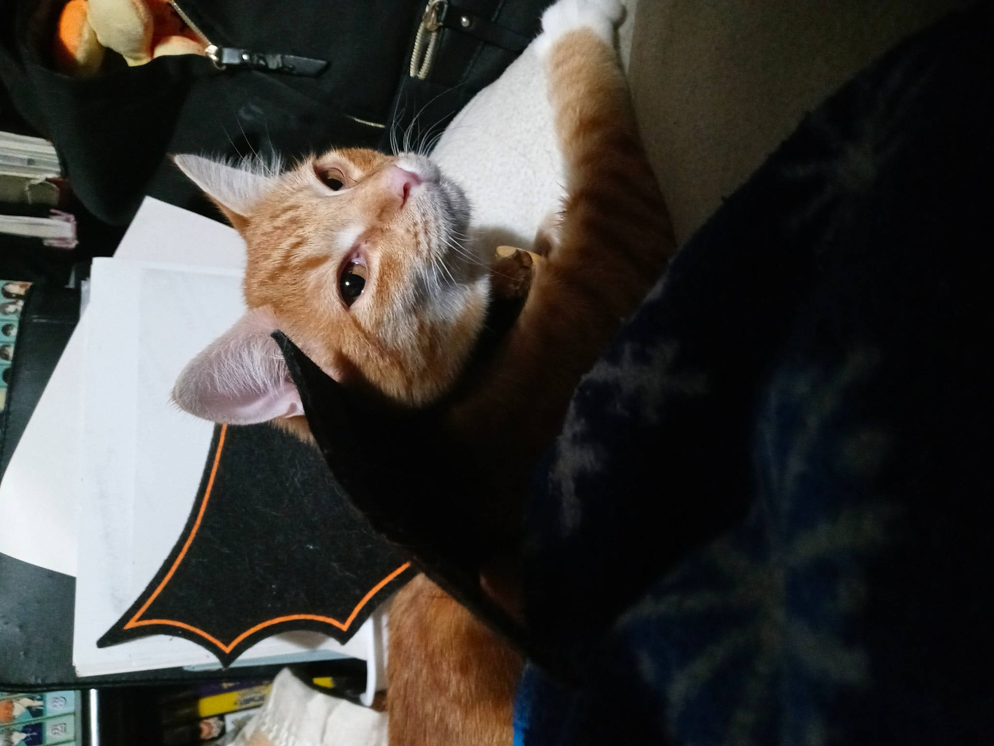 Leon joined the competition — help win amazing prizes! canidae, carnivore, claw, comfort, companion_dog, couch, dog_breed, domestic_short_haired_cat, ear, eyewear, fawn, felidae, fur, human_leg, lap, small_to_medium_sized_cats, snout, sporting_group, whiskers, wood