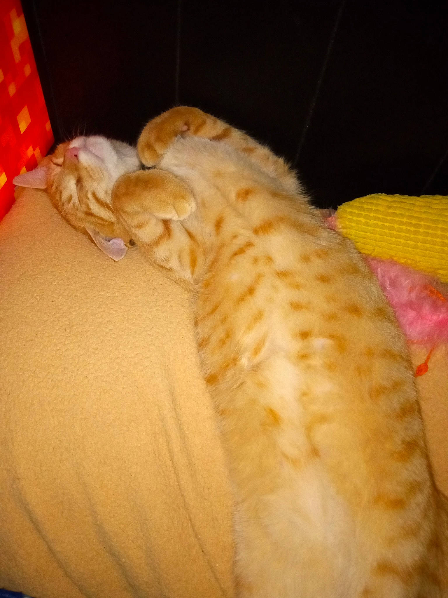 Mr Boots is registered to the contest to win money with this photo: bed, canidae, carnivore, cat, comfort, companion_dog, couch, dog_breed, domestic_short_haired_cat, fawn, felidae, fur, linens, orange, paw, small_to_medium_sized_cats, sporting_group, tail, terrestrial_animal, whiskers