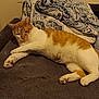 animal, bedroom, blanket, cat, comforter, cozy, cute, domestic_animal, feline, fur, indoor, mammal, orange_cat, paw, pet, relaxed, resting, sleeping_spot, soft_texture, white_cat