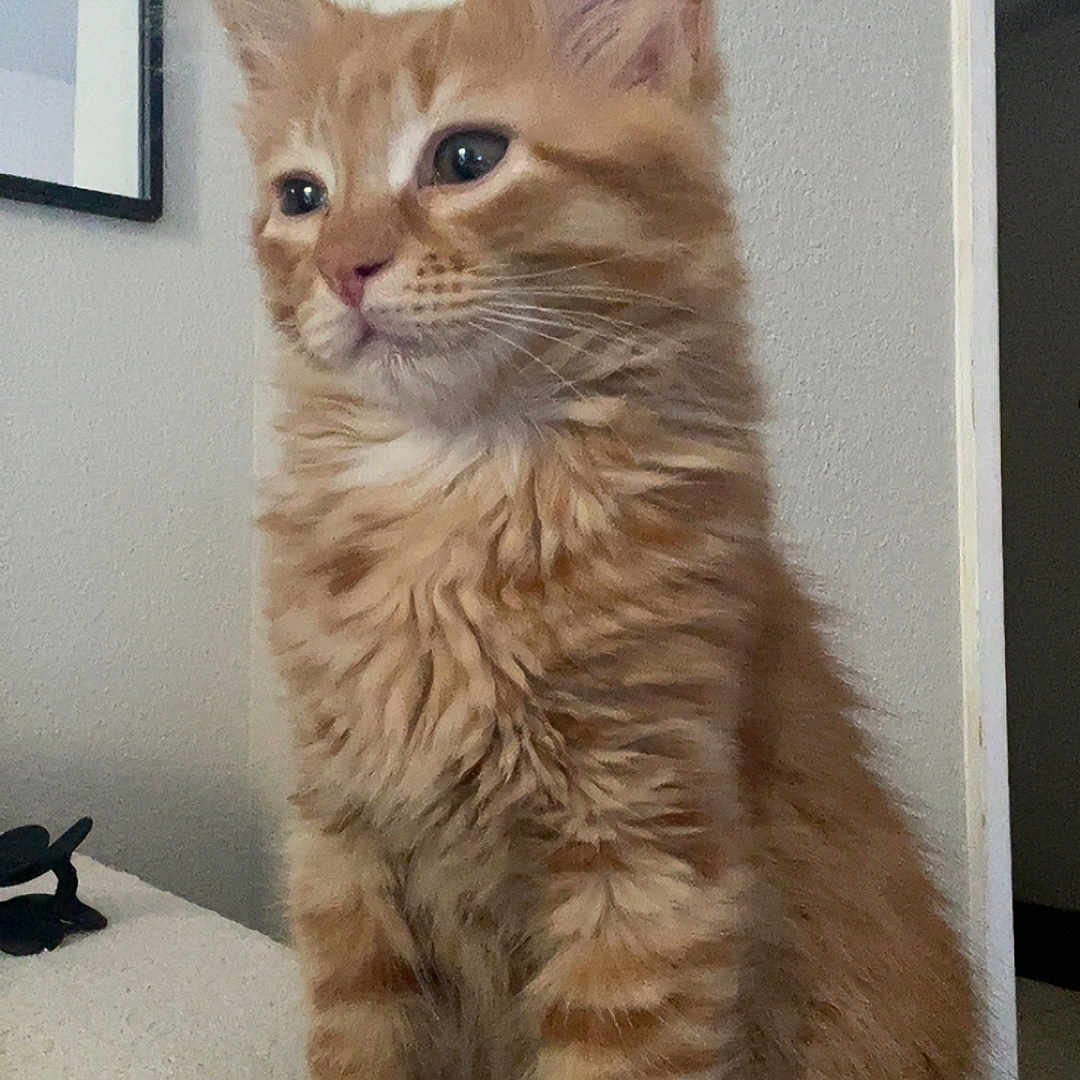 Simba participe au concours pour gagner de l'argent avec cette photo : animal, cat, cozy, curious, domestic_cat, ears, feline, fluffy, fur, house, indoor, kitten, light_switch, orange_tabby, pet, portrait, sitting, wall, whiskers, young_cat
