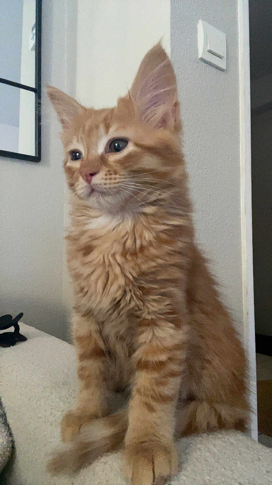 Simba participe au concours pour gagner de l'argent avec cette photo : kitten, cat, orange_tabby, feline, pet, indoor, sitting, fluffy, young_cat, fur, whiskers, ears, curious, domestic_cat, animal, portrait, cozy, house, wall, light_switch