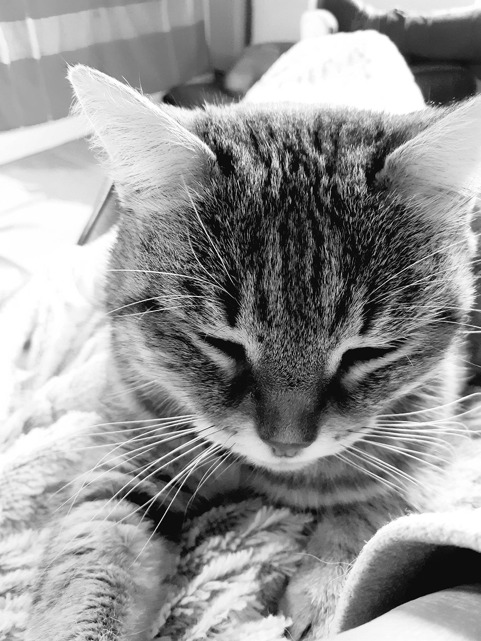 Juliette participe au concours pour gagner de l'argent avec cette photo : carnivore, cat, claw, cloud, comfort, domestic_short_haired_cat, felidae, fur, grey, monochrome, monochrome_photography, nap, paw, sky, sleep, small_to_medium_sized_cats, snout, whiskers, wildlife, window