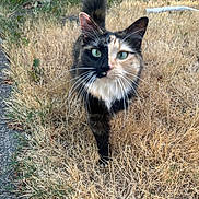 Angel joined the competition — help win amazing prizes! cat, calico_cat, animal, pet, outdoor, grass, dry_grass, sidewalk, walking, fur, whiskers, green_eyes, nature, closeup, mammal, cute, curious, face, tail, daylight
