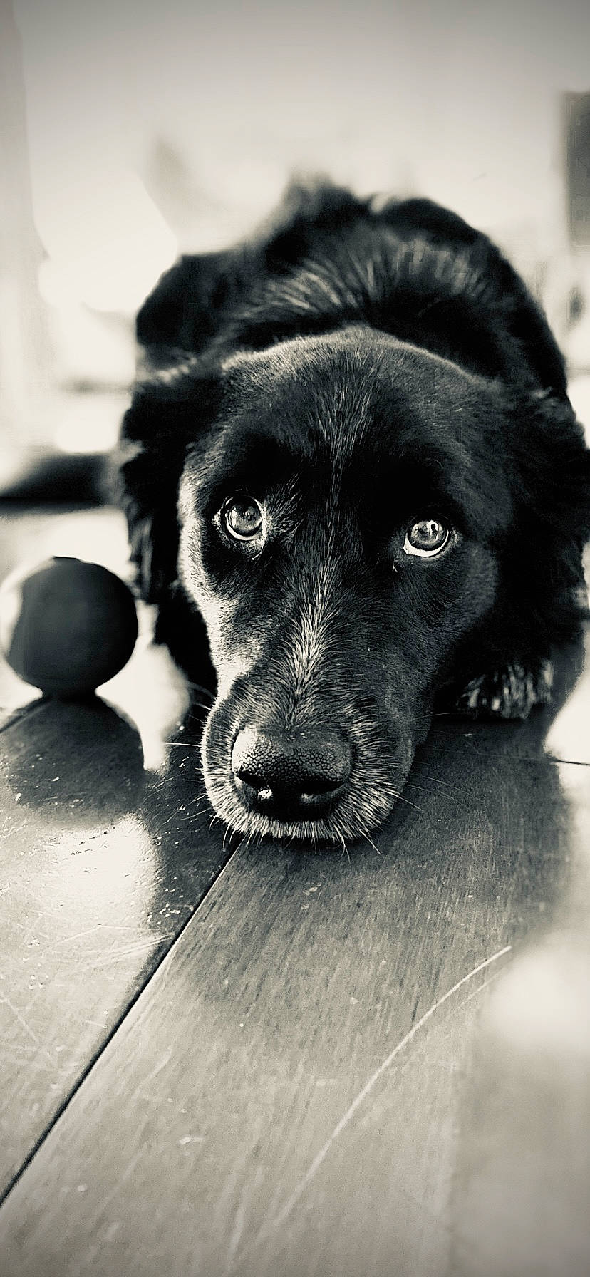 Kadi joined the competition — help win amazing prizes! ball, borador, canidae, carnivore, companion_dog, dog, dog_breed, dog_collar, fur, guard_dog, monochrome, monochrome_photography, paw, retriever, snout, sporting_group, street_dog, terrestrial_animal, whiskers, working_animal