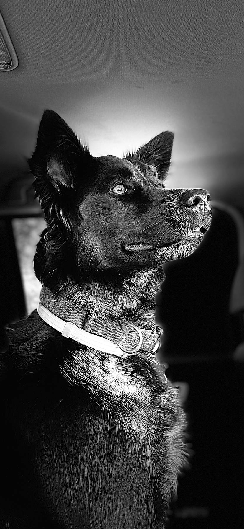 Kadi joined the competition — help win amazing prizes! black_and_white, canidae, carnivore, close_up, collar, companion_dog, darkness, dog, dog_breed, dog_collar, ear, fur, monochrome, monochrome_photography, snout, sporting_group, stock_photography, style, whiskers, working_animal