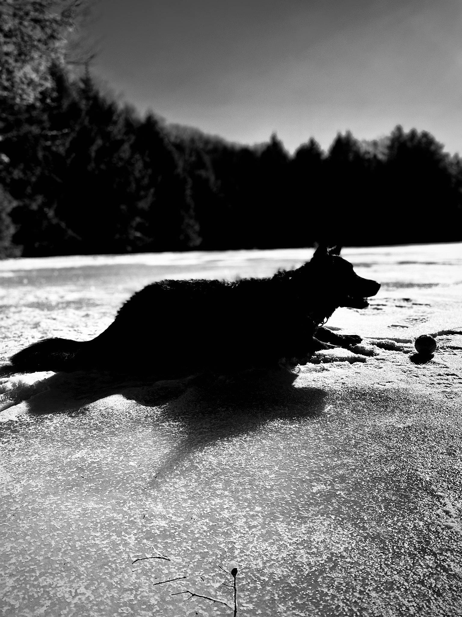 Kadi is registered to the contest to win money with this photo: black, black_and_white, body_of_water, carnivore, darkness, dog, dog_breed, grass, horizon, landscape, monochrome, monochrome_photography, natural_landscape, road_surface, sky, style, tail, tints_and_shades, tree, water