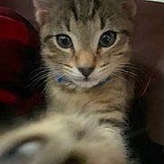 Cozmo is registered to the contest to win money with this photo: cat, kitten, tabby, pet, animal, feline, close_up, portrait, whiskers, ears, eyes, nose, fur, fluffy, paws, indoor, home, sitting, curious, cute