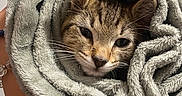 Cozmo joined the competition — help win amazing prizes! cat, tabby_cat, pet, animal, blanket, cozy, fluffy, wrapped, burrito, portrait, close_up, whiskers, ears, fur, brown, gray, indoors, relaxed, cute, photography