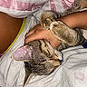 Cozmo is registered to the contest to win money with this photo: cat, sleeping, tabby, striped_fur, paw, whiskers, closed_eyes, pet, cuddling, human_arm, bed, blanket, bedding, pink, white, indoors, cozy, relaxed, portrait, close_up