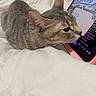 Luna joined the competition — help win amazing prizes! cat, tabby_cat, feline, pet, animal, lying_down, bed, blanket, bedding, laptop, computer, screen, keyboard, pink_device, indoors, bedroom, close_up, profile_view, fur, relaxed