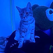 Luna is registered to the contest to win money with this photo: cat, tabby_cat, pet, kitten, animal, sitting, indoors, bedroom, blanket, plush_toy, blue_lighting, neon, portrait, whiskers, ears, eyes, fur, domestic_animal, cozy, nighttime