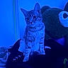 cat, tabby_cat, pet, kitten, animal, sitting, indoors, bedroom, blanket, plush_toy, blue_lighting, neon, portrait, whiskers, ears, eyes, fur, domestic_animal, cozy, nighttime