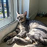Luna is registered to the contest to win money with this photo: cat, tabby_cat, pet, animal, feline, sleepy, lounging, lying_down, sunbeam, window, indoors, home, floor, wood_floor, fur, whiskers, ears, paws, portrait, daylight