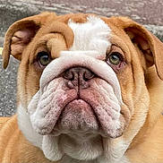 Alphonse participe au concours pour gagner de l'argent avec cette photo : bulldog, dog, close_up, portrait, wrinkles, face, ears, street, pavement, curb, animal, pet, canine, outdoor, mammal, fur, expression, cute, looking, head