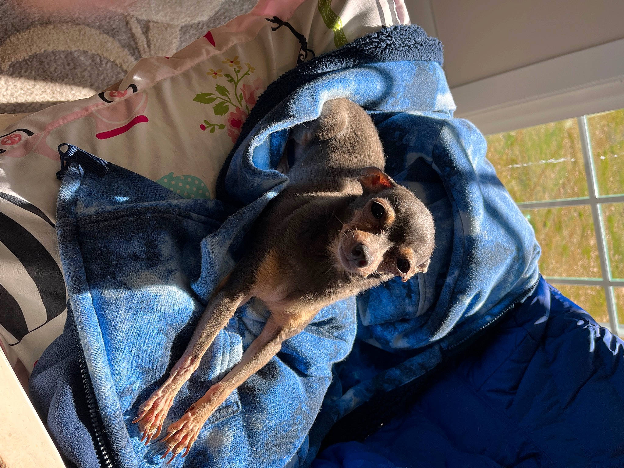 Moana joined the competition — help win amazing prizes! bag, canidae, carnivore, comfort, companion_dog, denim, dog, dog_breed, electric_blue, fawn, felidae, fur, linens, nap, small_to_medium_sized_cats, snout, sporting_group, toy_dog, whiskers, working_animal