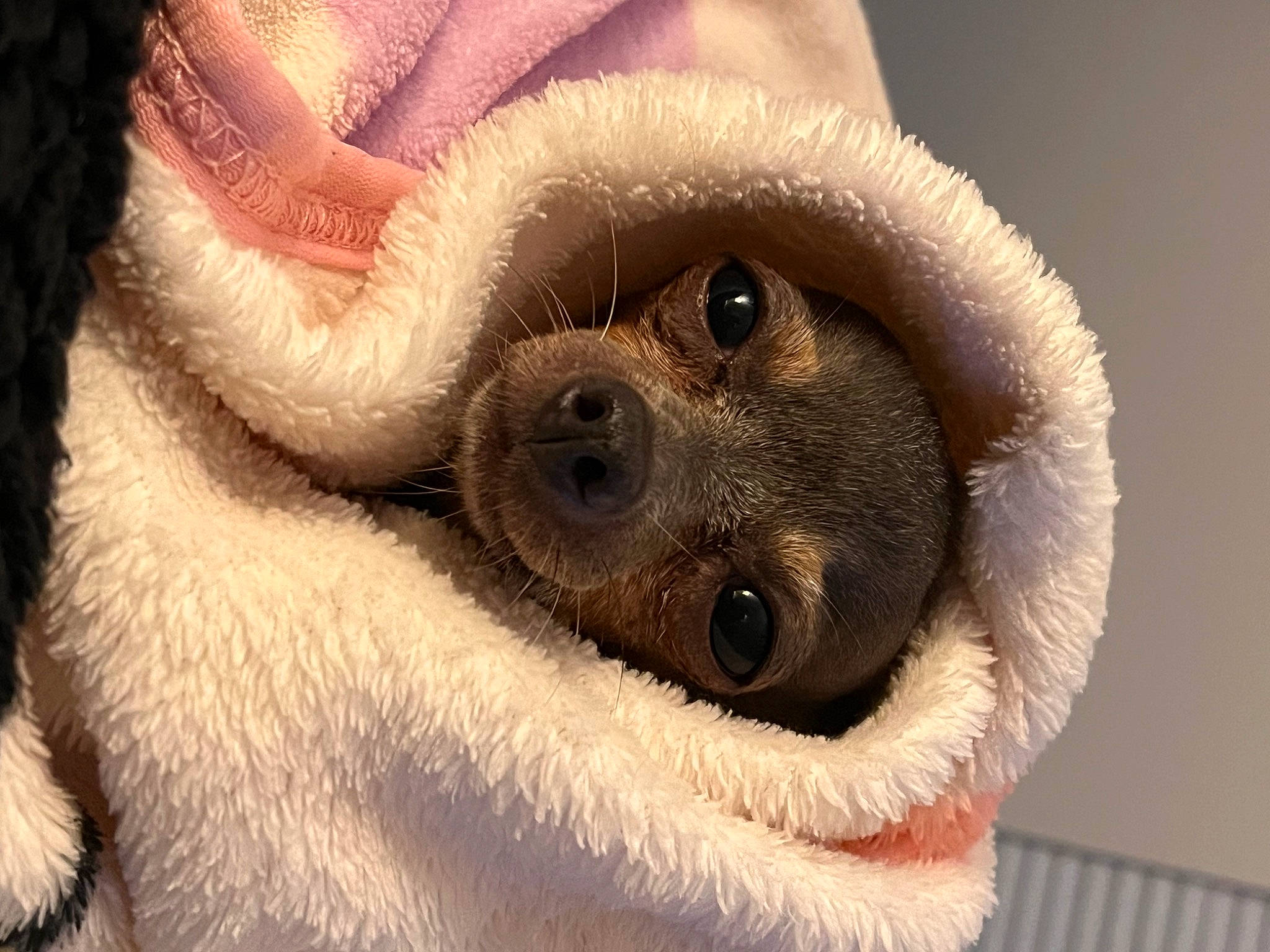 Moana joined the competition — help win amazing prizes! close_up, eye, eyelash, fawn, fur, macro_photography, nail, nose, paw, primate, snout, terrestrial_animal, whiskers, wildlife, wrinkle