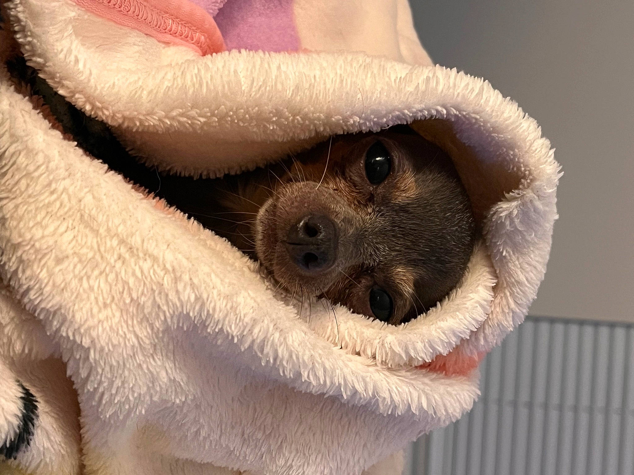 Moana is registered to the contest to win money with this photo: carnivore, claw, close_up, dog_breed, eye, eyelash, fawn, fur, gibbon, hand, head, iris, macro_photography, nail, nose, paw, snout, terrestrial_animal, whiskers, wildlife