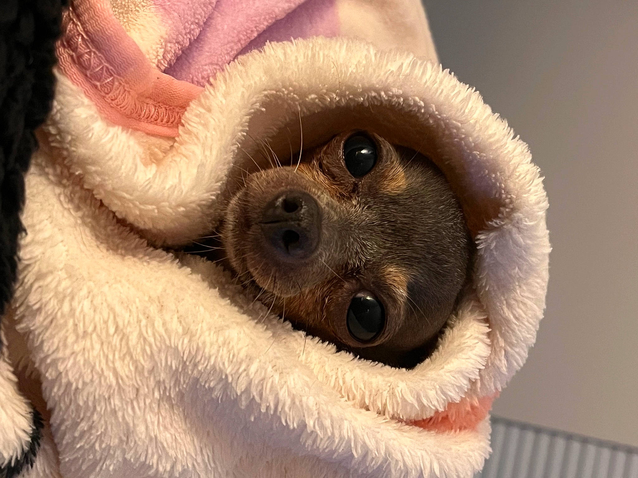 Moana is registered to the contest to win money with this photo: close_up, eye, eyelash, fawn, fur, gibbon, macaque, macro_photography, nose, paw, primate, snout, terrestrial_animal, whiskers, wildlife, wrinkle