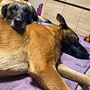 Boy Et Kyra a rejoint le concours — aidez-le/la à gagner de superbes lots ! dog, sleeping, resting, brown_fur, black_fur, indoor, blanket, close_up, companion, pets, cozy, relaxed, furniture, wooden_cabinet, floor, household, domestic, animal, friendship, lying_down